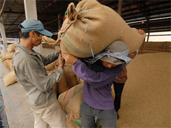 Rice Exports 2013: Limiting Contract Termination from China